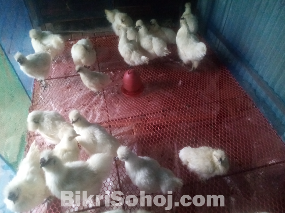 ছয় মাস+ 21 পিস সিল্কি মুরগি বিক্রি হবে !